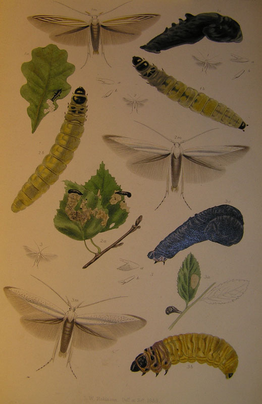 Le Coleophoridae d''Italia